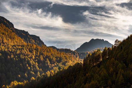 Autumn mountain larch forest (Larix decidua) with light and shade, Vals, Valstal, South Tyrol, Italy, Europe