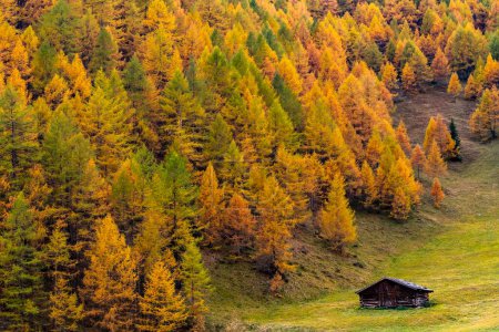 Autumn mountain larch forest (Larix decidua) with small mountain hut in a meadow, Vals, Valstal, South Tyrol, Italy, Europe