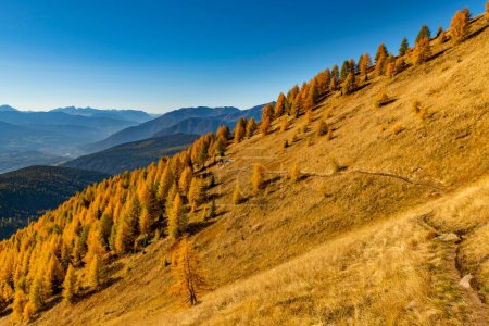Herbstlicher Lärchenwald am Berghang vor blauem Himmel, Vals, Valstal, Südtirol, Italien, Europa