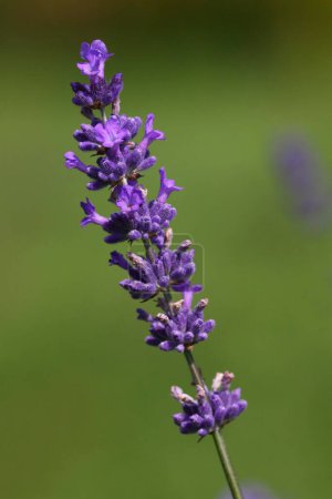 Lavendel (Lavandula angustifolia) aus nächster Nähe