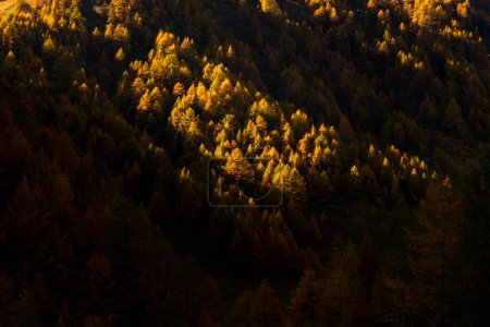 Herbst-Berglärchenwald (Larix decidua) mit Licht und Schatten