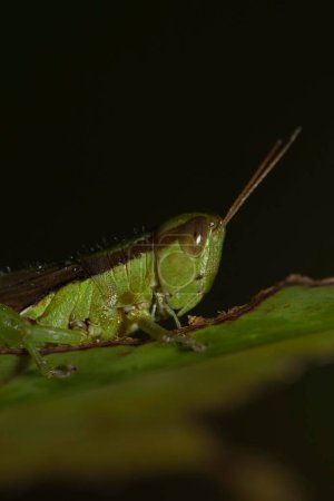 Schräggesichtige Heuschrecke (Gomphocerinae) sitzt auf entsteinten Blättern, Thailand, Asien