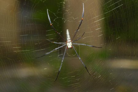 Constricted Golden Orb Weaver (Nephila constricta) in the spider's web, Thailand, Asia