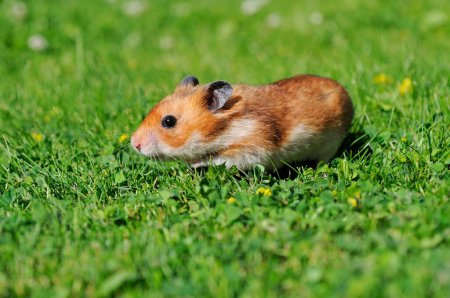 Golden hamster (Mesocricetus auratus), runs through Wiese, Austria, Europe