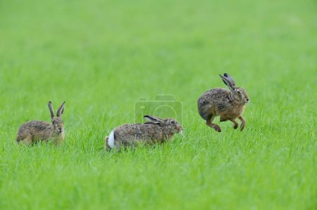 Three European hares (Lepus europaeus) in a meadow, one jumps into the air, Lower Rhine, North Rhine-Westphalia, Germany, Europe