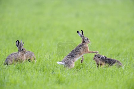 European hares (Lepus europaeus) in a meadow, one beats another hare with his front paws, iederrhein, North Rhine-Westphalia, Germany, Europe