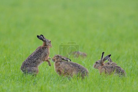 European hares (Lepus europaeus), two males fighting in a meadow, Lower Rhine, North Rhine-Westphalia, Germany, Europe