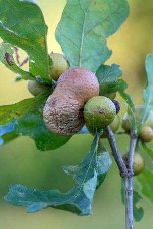 Varias manzanas de roble en una rama de un roble (Quercus)