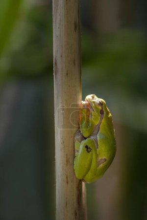 European tree frog (Hyla arborea) hangs on reed stem