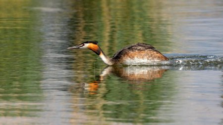 Great crested grebe (Podiceps cristatus) in water, mating behaviour