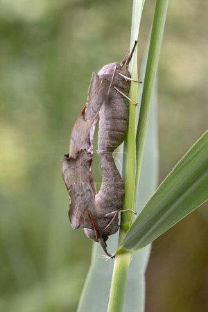 Peuplier fausse-teigne (Laothoe populi), paire sur un brin d'herbe, Kopula