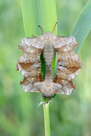 Poplar Hawk-moth (Laothoe populi), pair on blade of grass