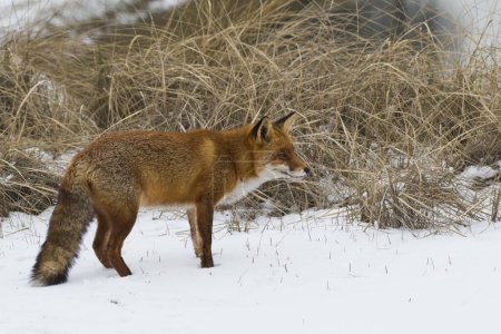 Red fox (Vulpes vulpes) standing in the snow