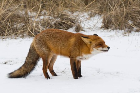 Red fox (Vulpes vulpes) in the snow, aggressive behavior