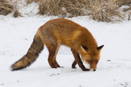 Red fox (Vulpes vulpes) sniffing in the snow