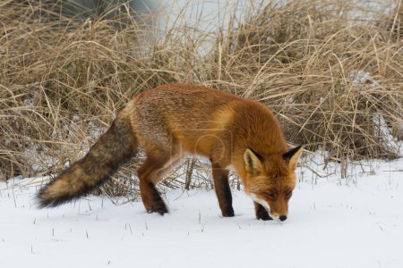 Red fox (Vulpes vulpes) sniffing in the snow