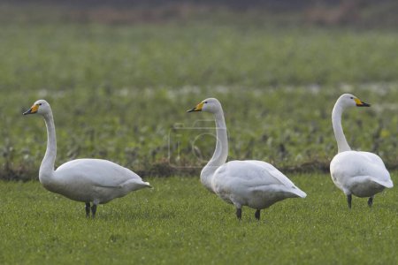 Whooper swans (Cygnus cygnus) in Germany, Europe