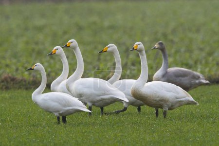 Whooper swans (Cygnus cygnus) in Germany, Europe