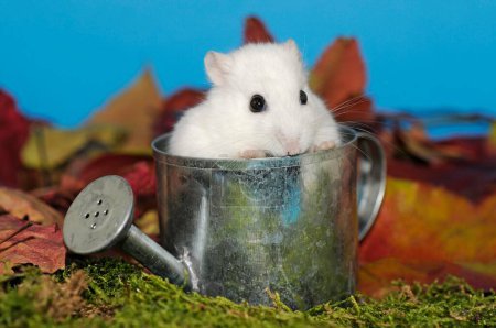 Dsungarian dwarf hamster, white, sitting in a small watering can in front of autumn leaves