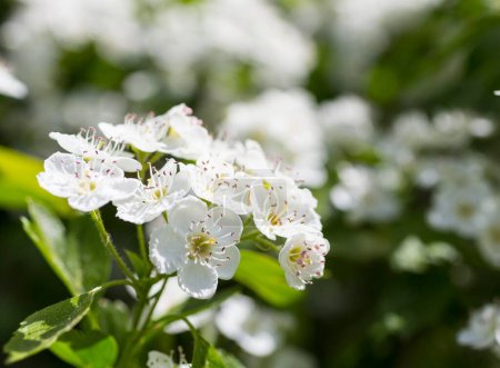 Blüten von Weißdorn (Crataegus), Nahaufnahme