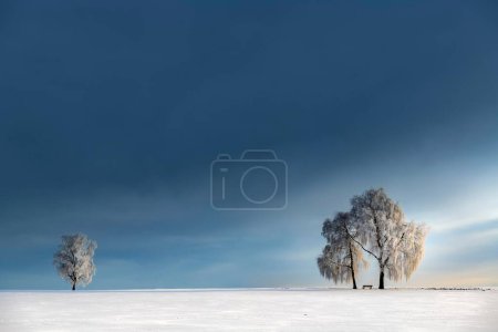 Bouleaux enneigés (Betula) dans un paysage hivernal devant un ciel nuageux bleu