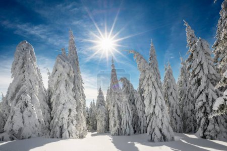 Snow-covered Spruces (Picea) in winter, Feldberg, Black Forest