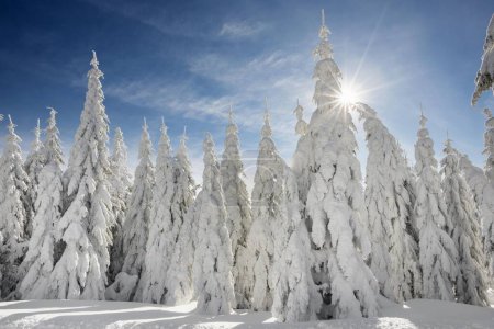 Snow-covered Spruces (Picea) in winter, Feldberg, Black Forest