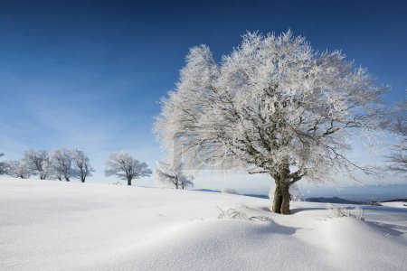 Schneebedeckte Fichten (Picea) im Winter, Feldberg, Schwarzwald