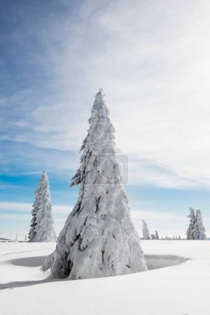 Picea en invierno, Feldberg, Selva Negra