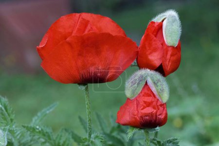 Oriental poppy (Papaver orientale), poppy blossoms, freshly risen, with bud
