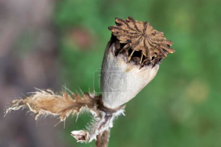 Oriental poppy (Papaver orientale), seed capsule