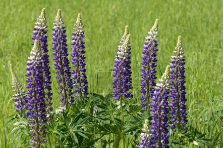 Large-leaved lupins (Lupinus polyphyllus), violet, Lower Rhine