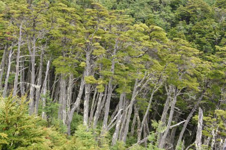 Green deciduous forest in dense rainforest, Garibaldi Pass