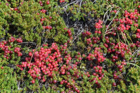 Früchte der Roten Krähenbeere (Empetrum rubrum), Nationalpark Los Glaciares