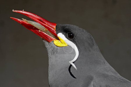 Inca tern (Larosterna Inca), animal portrait, eats prey fish