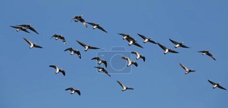 Barnacle geese (Branta leucopsis), flock of birds flying in front of a blue sky