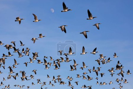 Barnacle geese (Branta leucopsis), flock of birds in flight, North Sea coast