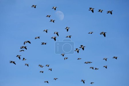 Barnacle geese (Branta leucopsis), flock of birds flying in front of a blue sky, North Sea coast