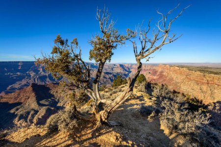 Knorriger tree in front of Grand Canyon, eroded rocky landscape