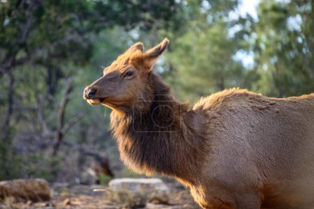 American elk (Cervus canadensis), South Rim, Grand Canyon National Park