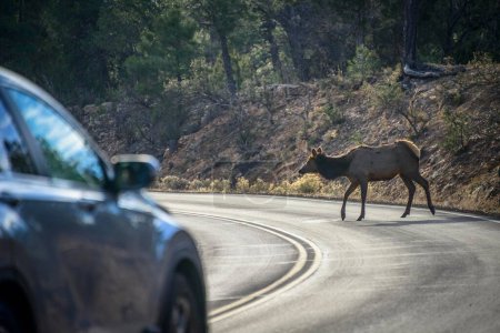 American elk (Cervus canadensis) crosses a road in front of driving car, wildlife crossing, South Rim