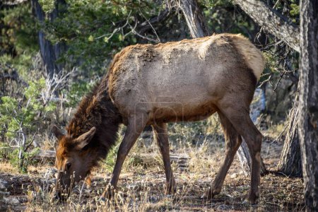 American elk (Cervus canadensis) grazes in the forest, South Rim, Grand Canyon National Park