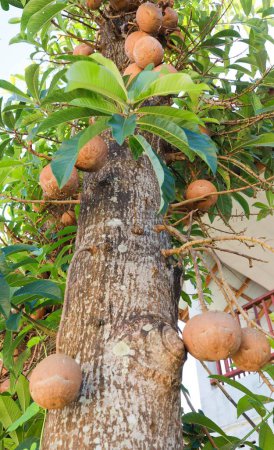 Cannonball-Baum (Couroupita guianensis) mit Früchten, Mae Hong Son