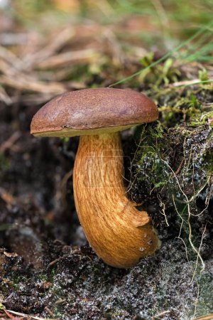 Bay bolete (Imleria badia), edible mushroom, Syddanmark