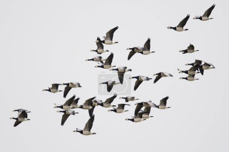 Barnacle geese (Branta leucopsis), flock of birds in flight