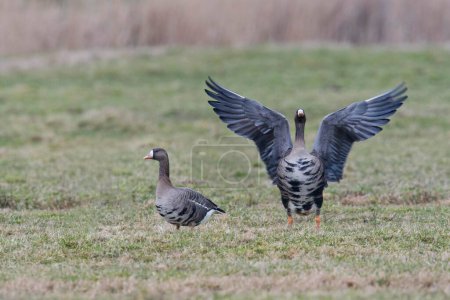 Two Greater white-fronted geese (Anser albifrons), flapping the wings