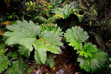 Rhubarbe géante (Gunnera manicata) dans la forêt pluviale tempérée, Parque Pumalin, Région de los Lagos