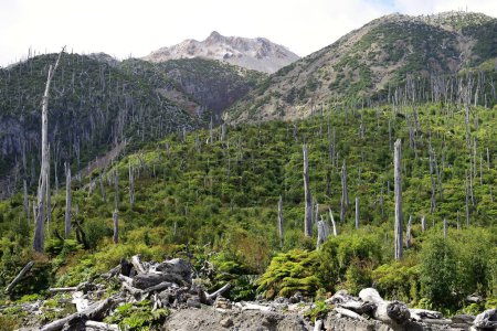Berglandschaft mit abgestorbenen Bäumen, im Hintergrund Vulkan Chaiten, Parque Pumalin, Region de los Lagos, Patagonien