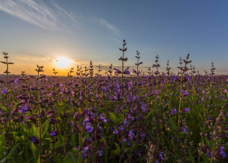 Field with flowering sage (salvia officinalis), cultivation