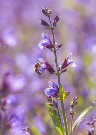 Honey Bee (Apis) on sage (salvia officinalis) in blossom